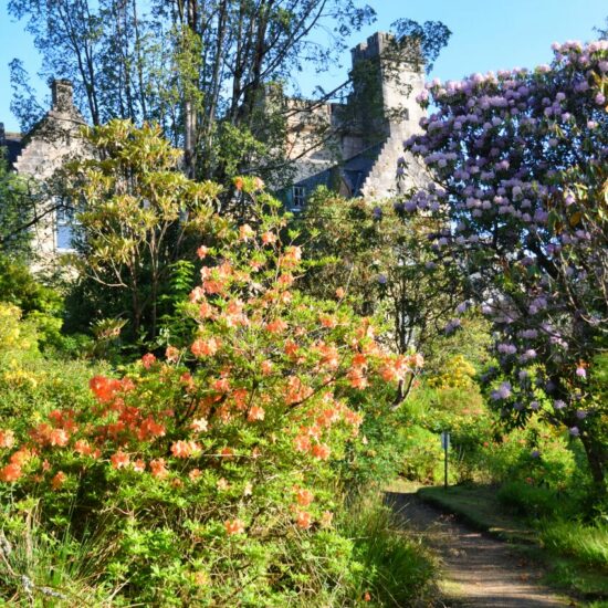 Ein Pfad durch den Park von Stonefield Castle Hotel mit blühenden Azaleen und Rhododendren.